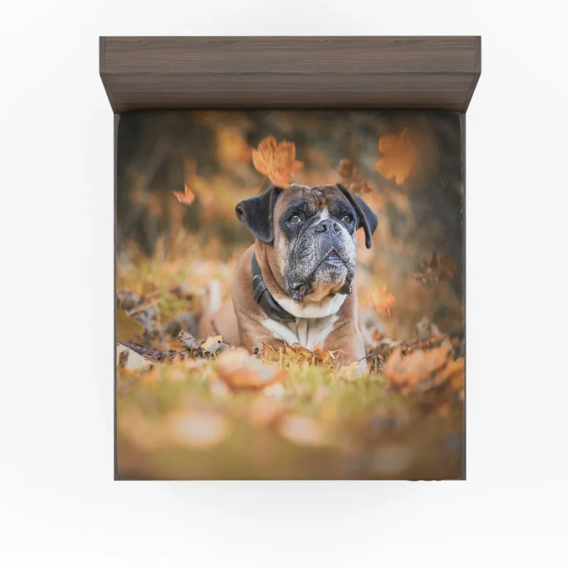 Boxer (Dog) Enjoying Fall Leaves: Boxer Fitted Sheet