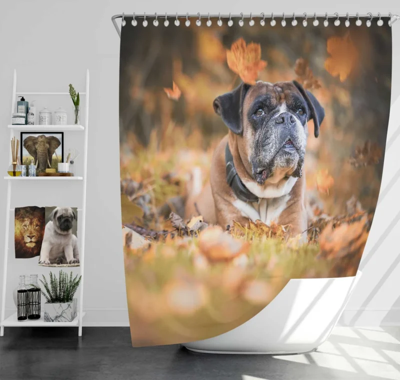 Boxer (Dog) Enjoying Fall Leaves: Boxer Shower Curtain