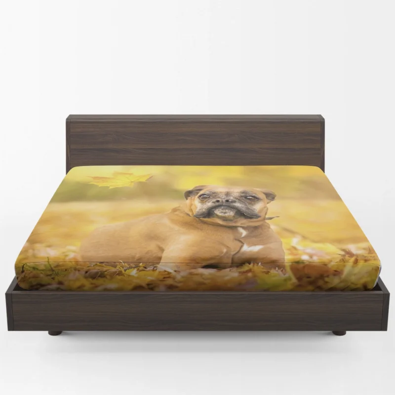 Boxer (Dog) Enjoying Fall with Depth Of Field: Boxer Fitted Sheet 1