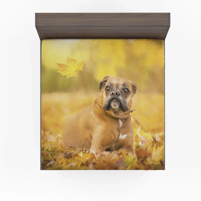 Boxer (Dog) Enjoying Fall with Depth Of Field: Boxer Fitted Sheet