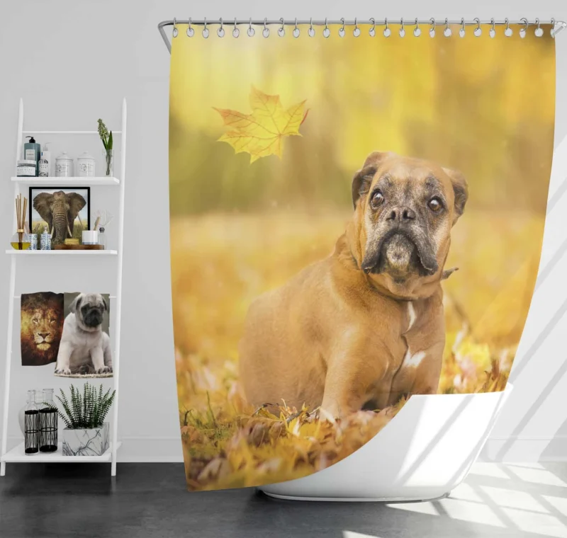 Boxer (Dog) Enjoying Fall with Depth Of Field: Boxer Shower Curtain