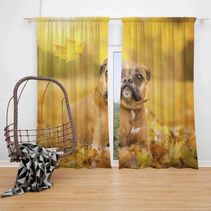 Boxer (Dog) Enjoying Fall with Depth Of Field: Boxer Window Curtain