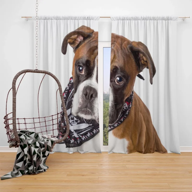 Boxer (Dog) Enjoying Winter with Snow and Depth Of Field: Boxer Window Curtain