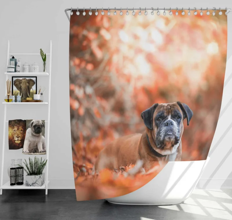 Boxer (Dog) Gaze in Depth Of Field: Boxer Shower Curtain