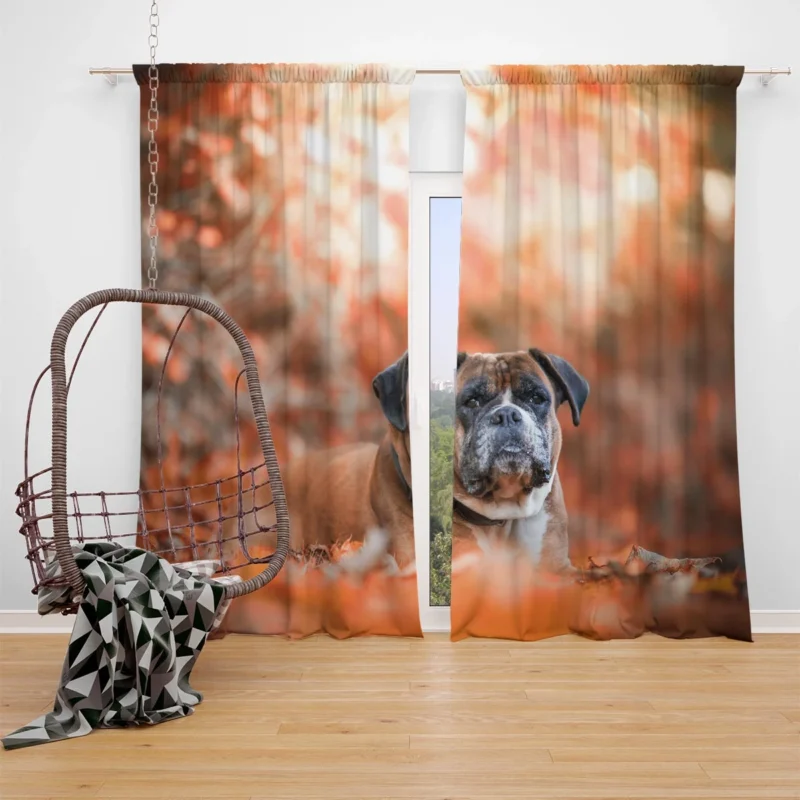 Boxer (Dog) Gaze in Depth Of Field: Boxer Window Curtain