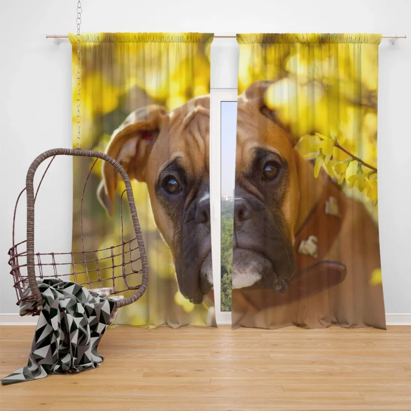 Boxer (Dog) Muzzle in Bokeh Yellow Flower: Boxer Window Curtain