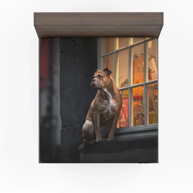 Boxer (Dog) Relaxing on a Window Sill: Boxer Fitted Sheet