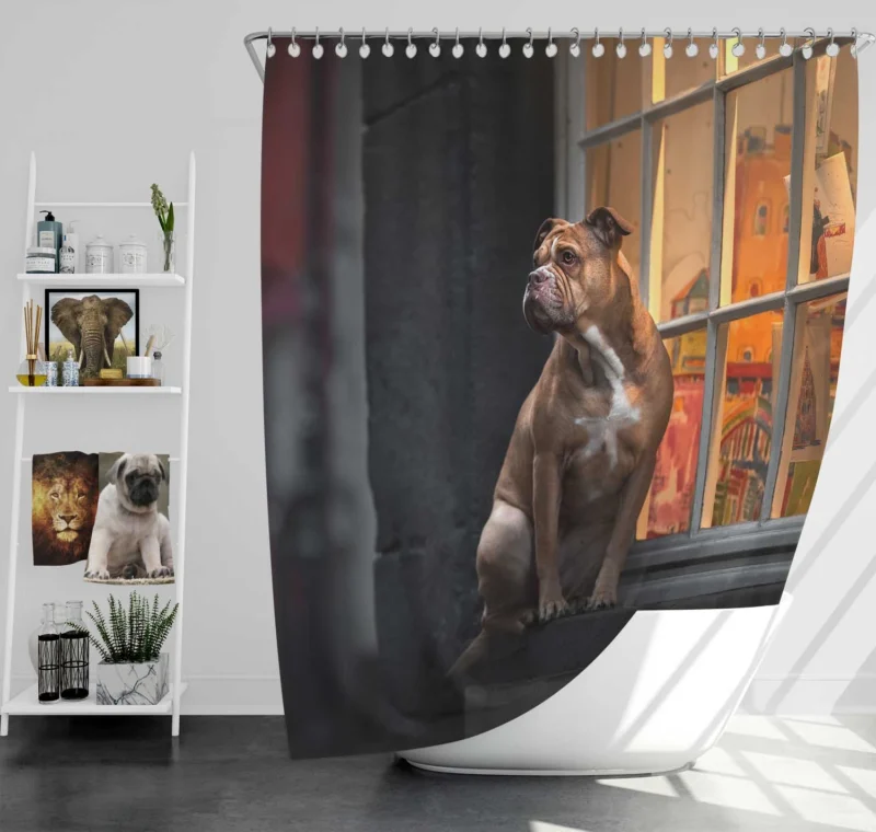 Boxer (Dog) Relaxing on a Window Sill: Boxer Shower Curtain