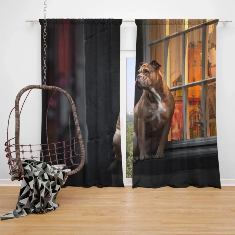 Boxer (Dog) Relaxing on a Window Sill: Boxer Window Curtain