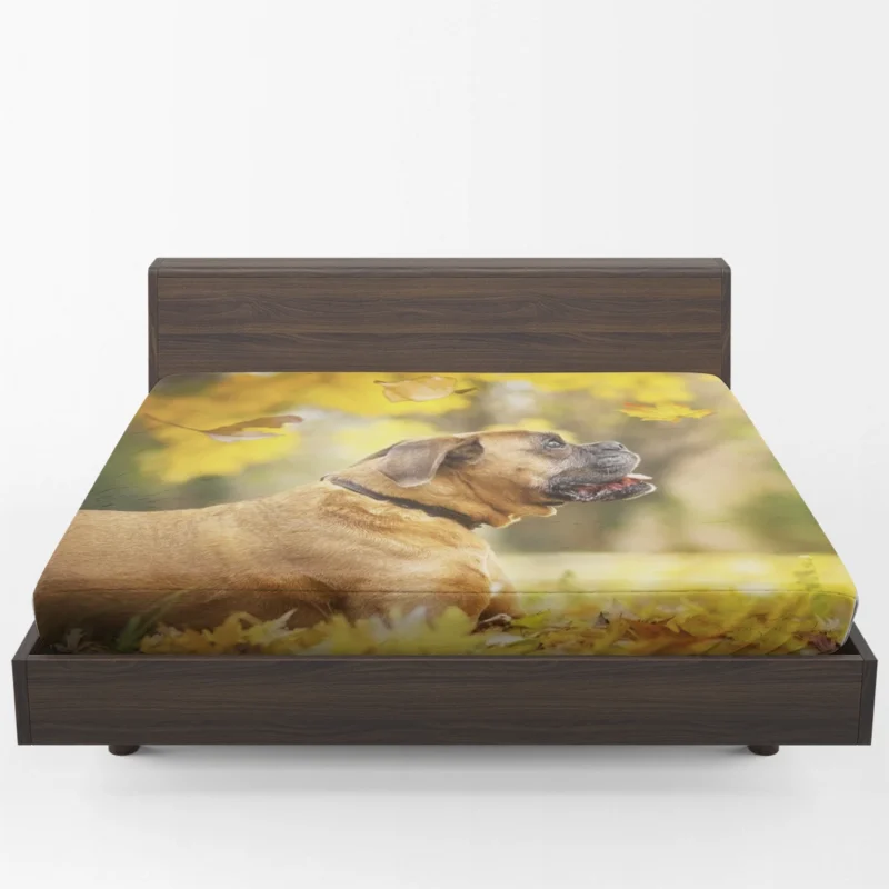 Boxer (Dog) in the Fall with Leaves and Depth Of Field: Boxer Fitted Sheet 1