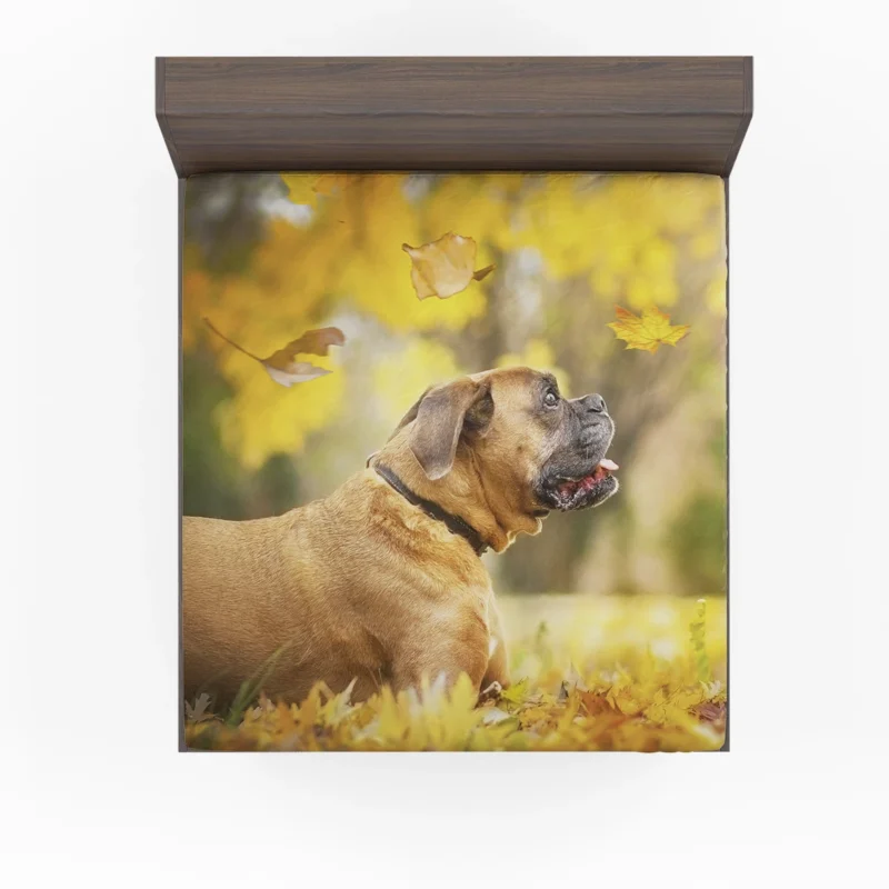 Boxer (Dog) in the Fall with Leaves and Depth Of Field: Boxer Fitted Sheet