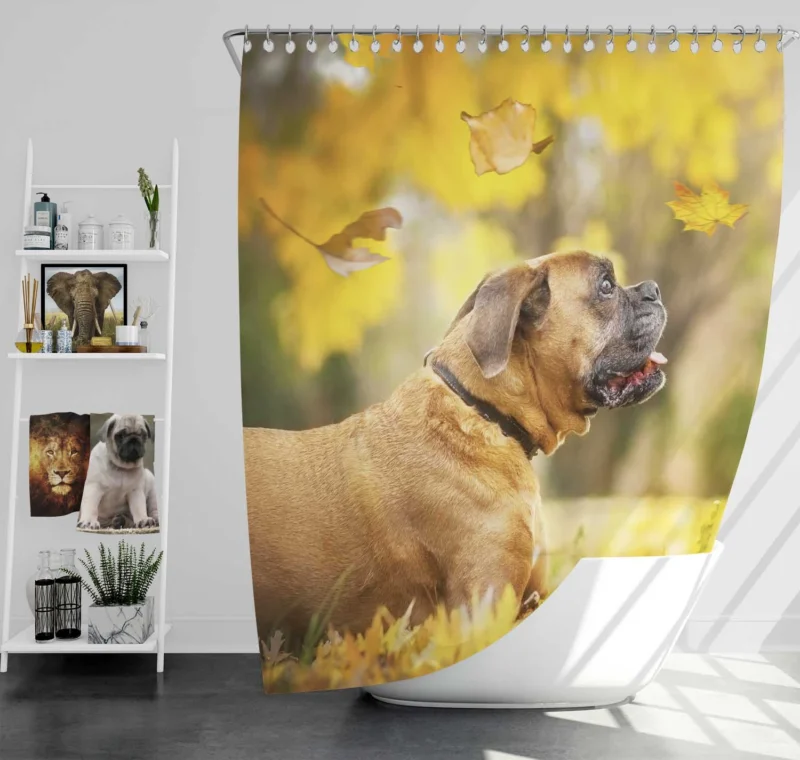 Boxer (Dog) in the Fall with Leaves and Depth Of Field: Boxer Shower Curtain