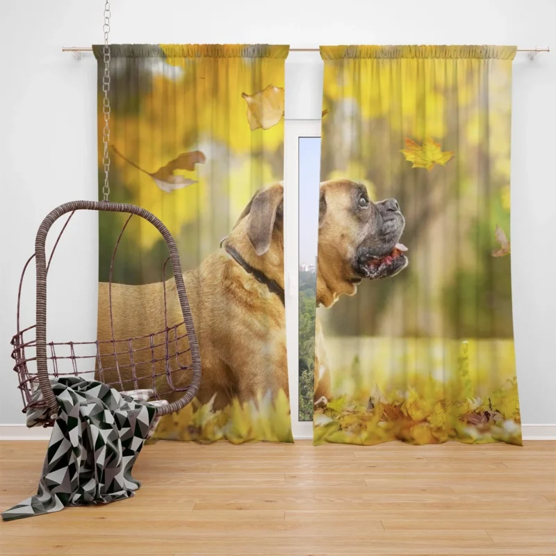 Boxer (Dog) in the Fall with Leaves and Depth Of Field: Boxer Window Curtain