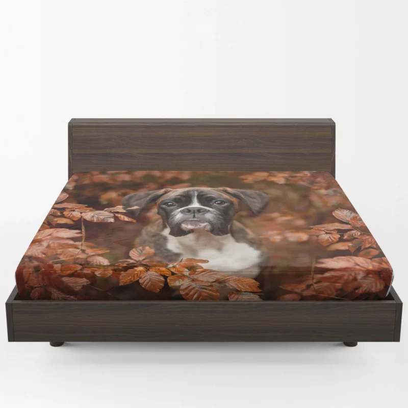 Boxer (Dog) with Muzzle and Branch in the Fall: Boxer Fitted Sheet 1