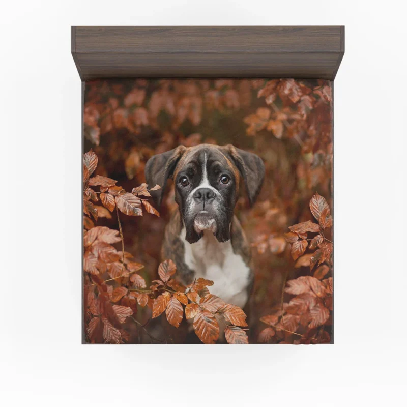 Boxer (Dog) with Muzzle and Branch in the Fall: Boxer Fitted Sheet