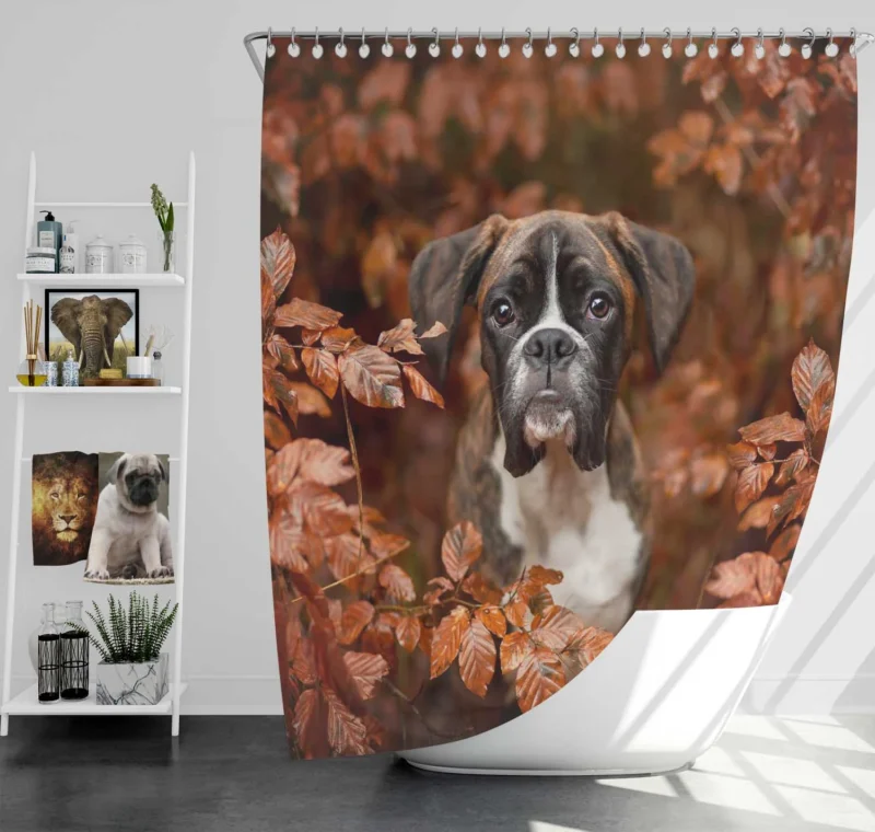 Boxer (Dog) with Muzzle and Branch in the Fall: Boxer Shower Curtain