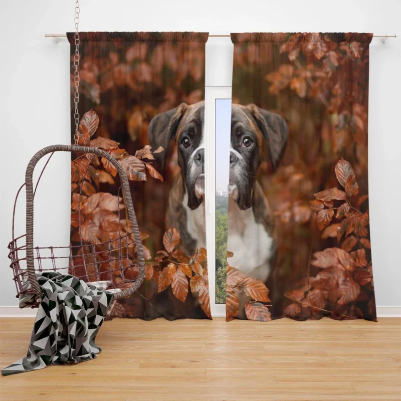 Boxer (Dog) with Muzzle and Branch in the Fall: Boxer Window Curtain