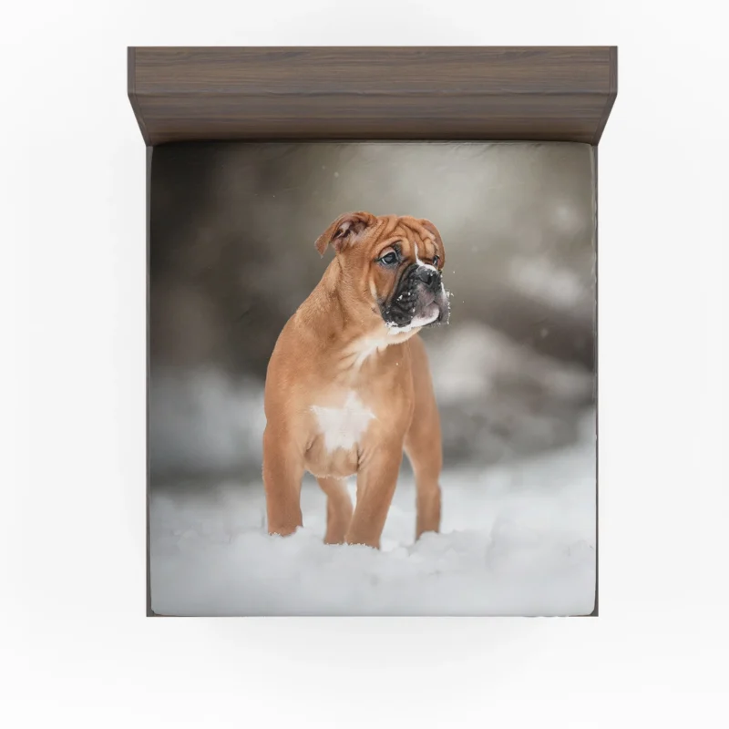 Bracco Italiano in Snowy Winter Scenery: Bracco Italiano Fitted Sheet