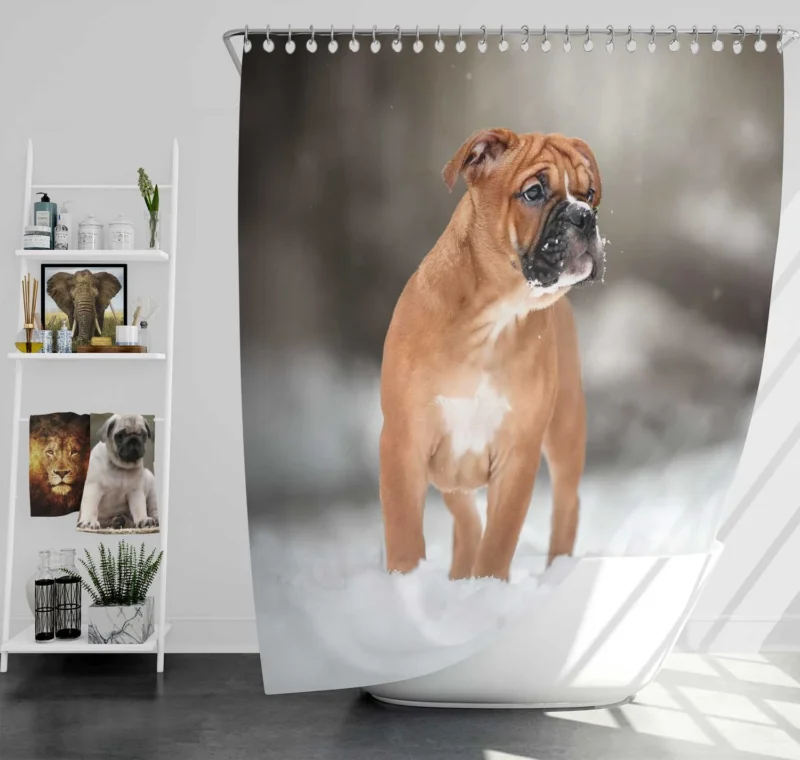 Bracco Italiano in Snowy Winter Scenery: Bracco Italiano Shower Curtain