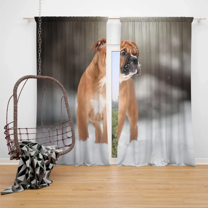 Bracco Italiano in Snowy Winter Scenery: Bracco Italiano Window Curtain