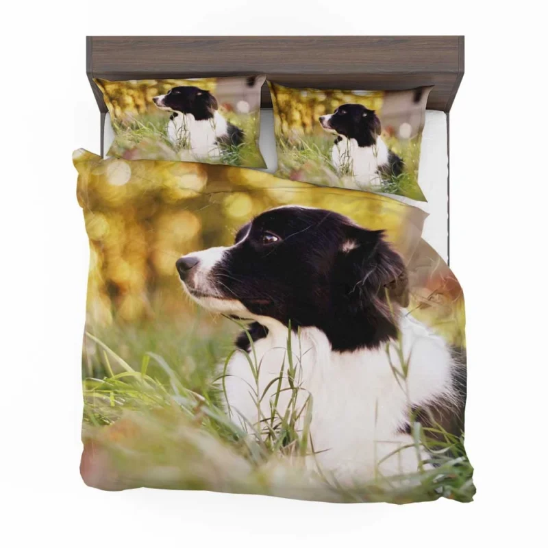 Bright and Energetic Border Collie: Border Collie Bedding Set 1