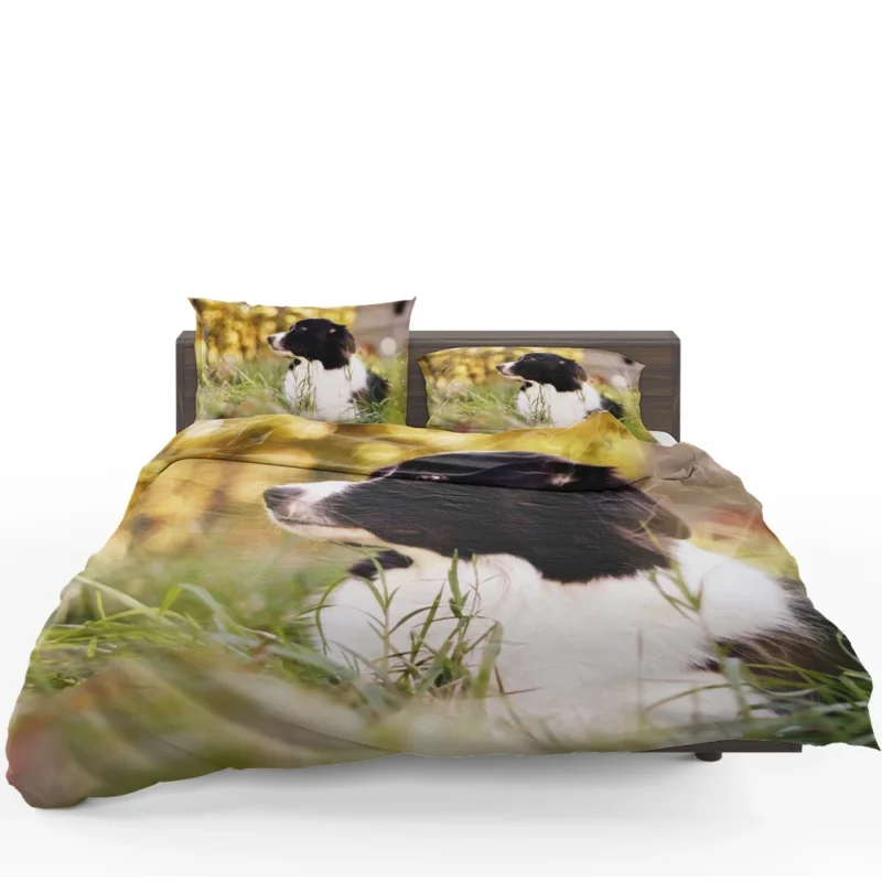 Bright and Energetic Border Collie: Border Collie Bedding Set