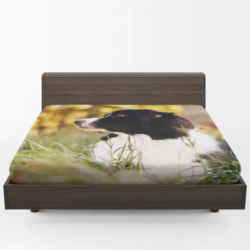 Bright and Energetic Border Collie: Border Collie Fitted Sheet 1