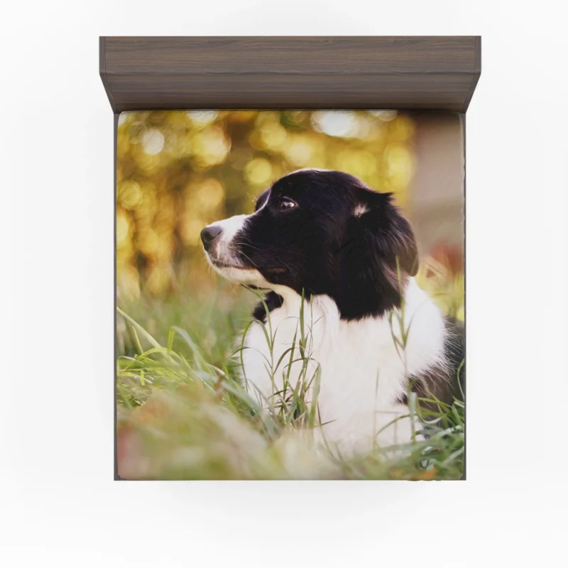 Bright and Energetic Border Collie: Border Collie Fitted Sheet