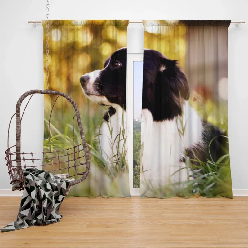 Bright and Energetic Border Collie: Border Collie Window Curtain