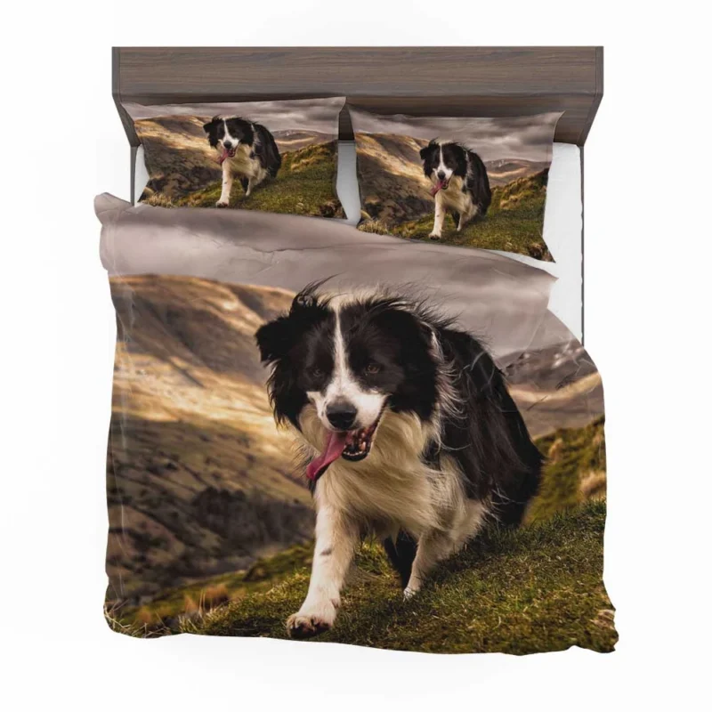 Bright and Playful Border Collie: Border Collie Bedding Set 1