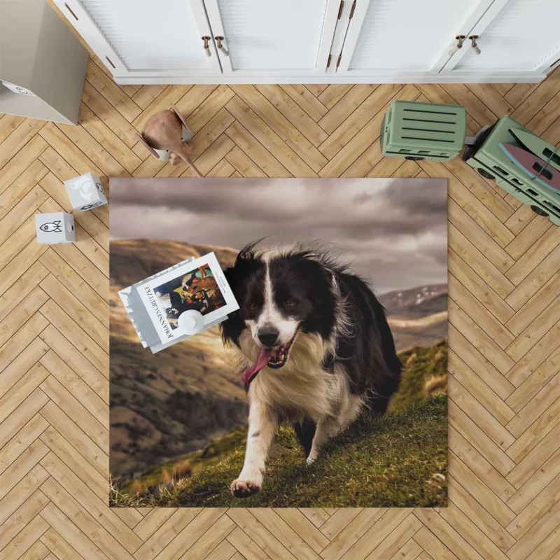 Bright and Playful Border Collie: Border Collie Floor Rug