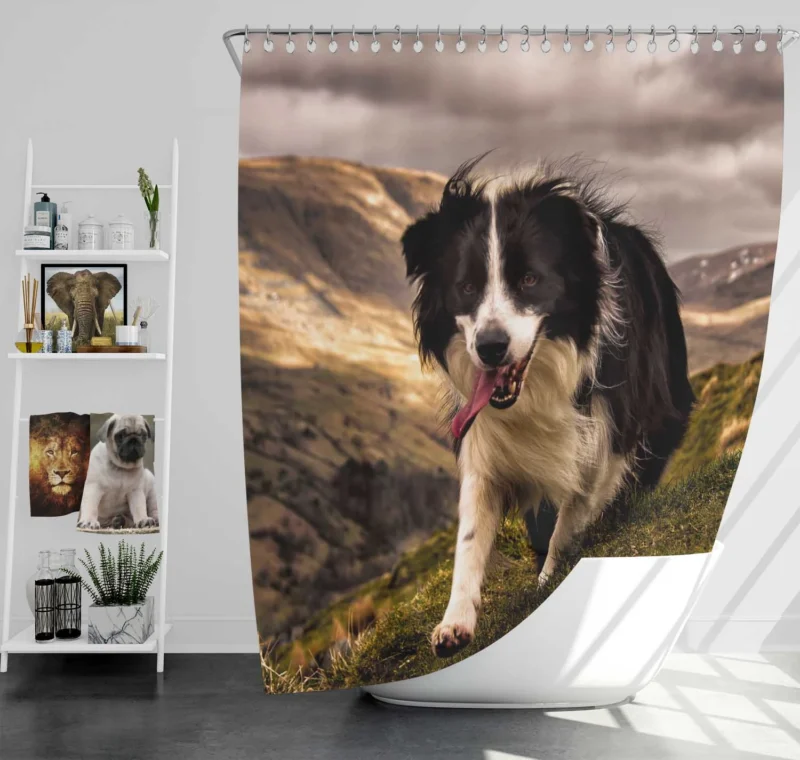 Bright and Playful Border Collie: Border Collie Shower Curtain