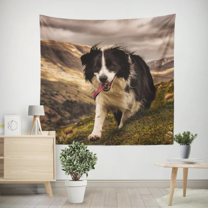 Bright and Playful Border Collie  Border Collie Wall Tapestry