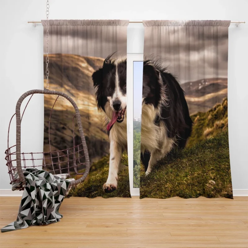 Bright and Playful Border Collie: Border Collie Window Curtain