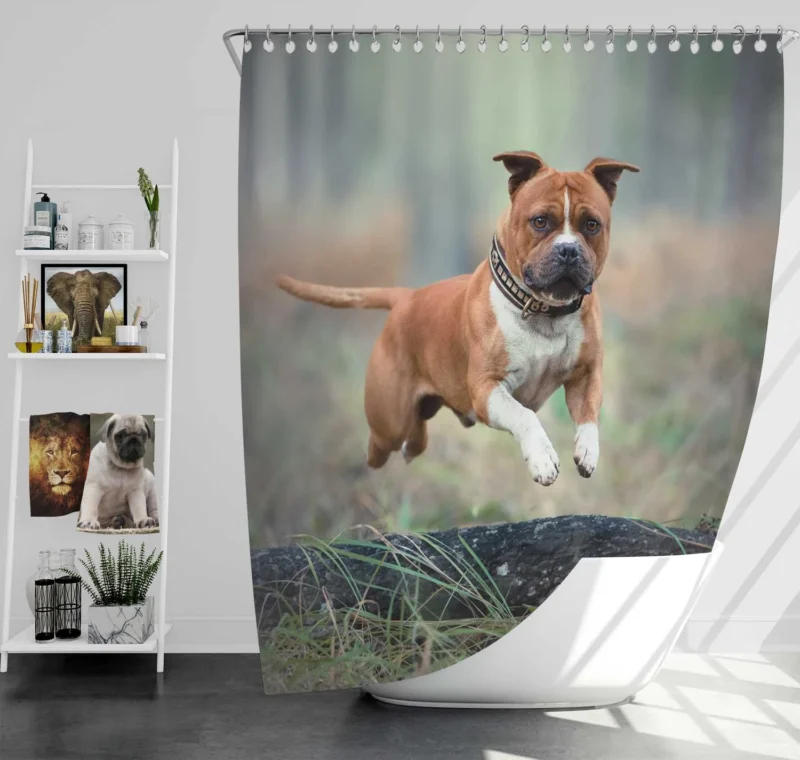 Bull Terrier and Staffordshire Bull Terrier Beauty: Bull Terrier Shower Curtain