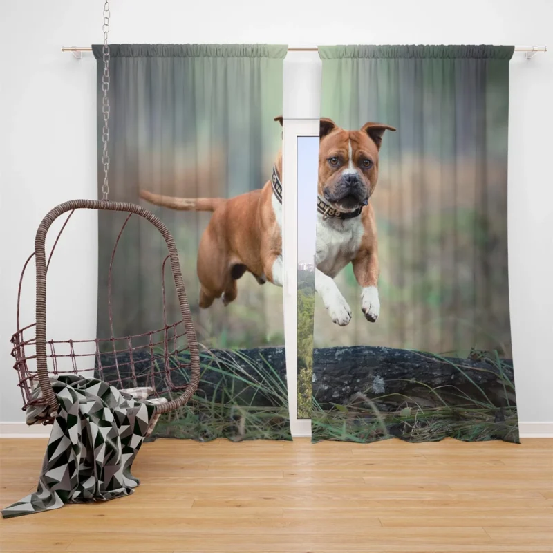 Bull Terrier and Staffordshire Bull Terrier Beauty: Bull Terrier Window Curtain