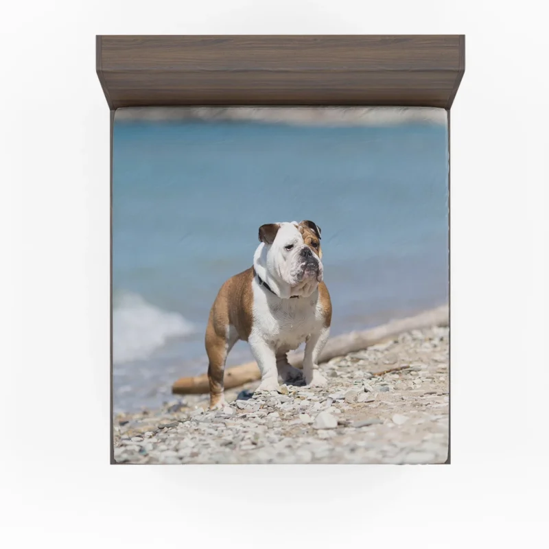 Bulldog Beauty at Its Best: Bulldog Quartet Fitted Sheet