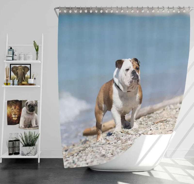 Bulldog Beauty at Its Best: Bulldog Quartet Shower Curtain