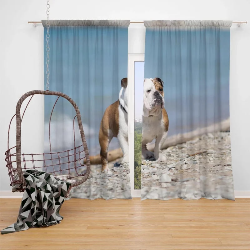 Bulldog Beauty at Its Best: Bulldog Quartet Window Curtain