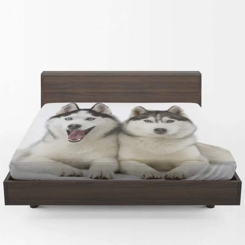 Canine Adventure Captured: Husky Quartet Fitted Sheet 1