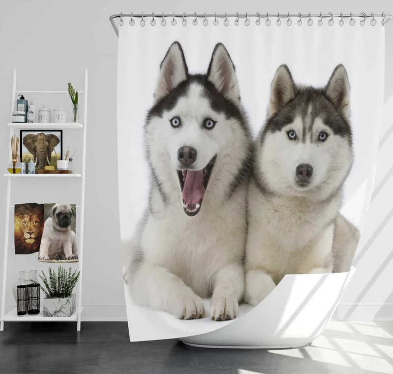 Canine Adventure Captured: Husky Quartet Shower Curtain