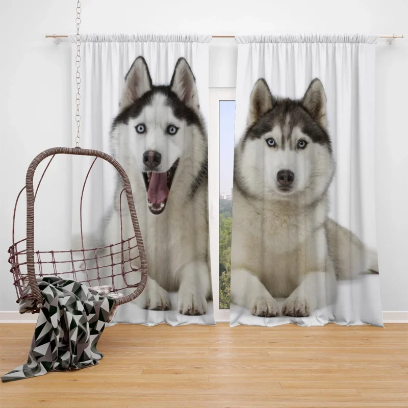 Canine Adventure Captured: Husky Quartet Window Curtain