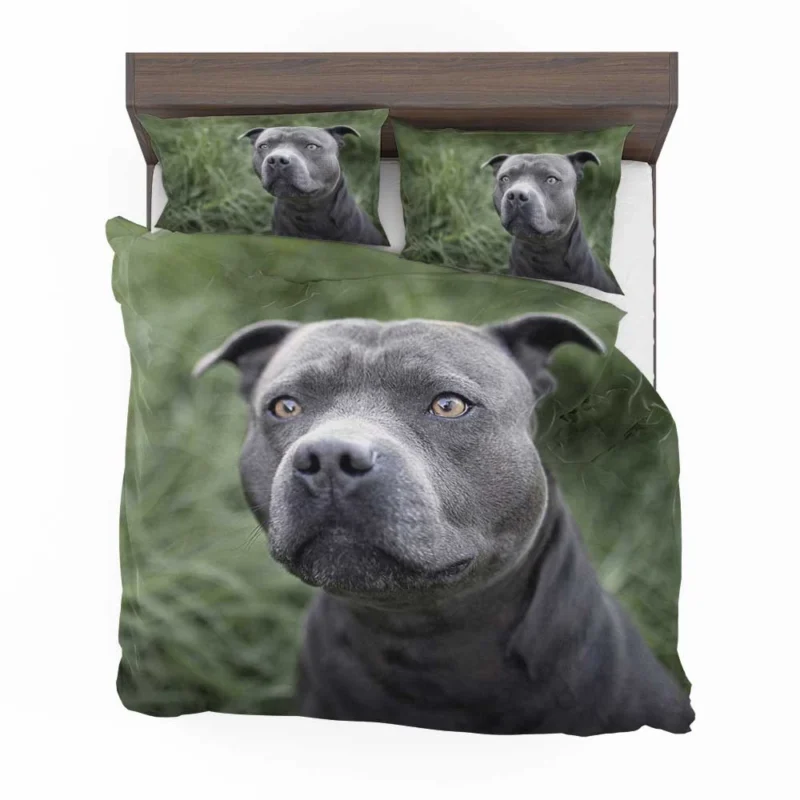 Canine Beauty: Pit Bull Quartet Bedding Set 1