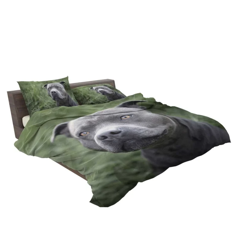 Canine Beauty: Pit Bull Quartet Bedding Set 2