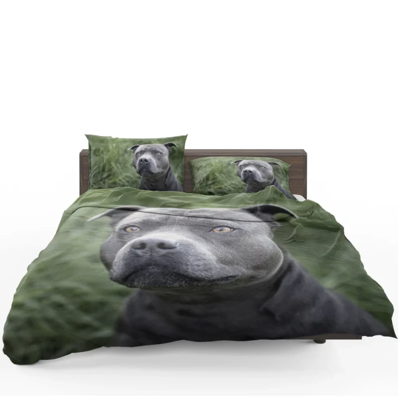 Canine Beauty: Pit Bull Quartet Bedding Set