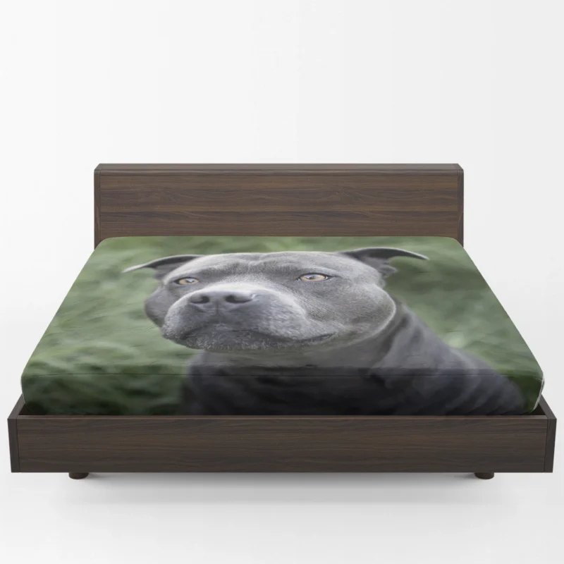 Canine Beauty: Pit Bull Quartet Fitted Sheet 1