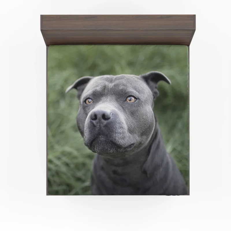 Canine Beauty: Pit Bull Quartet Fitted Sheet