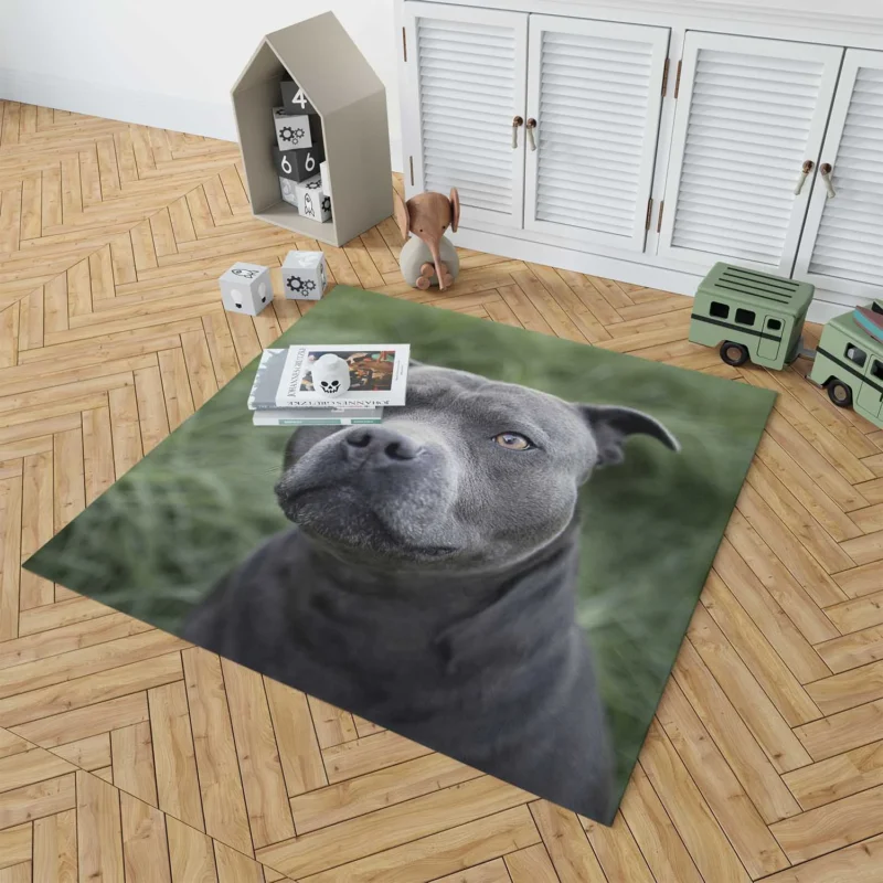 Canine Beauty: Pit Bull Quartet Floor Rug 1