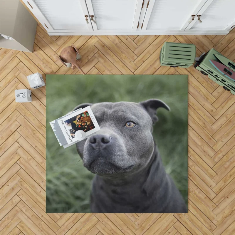 Canine Beauty: Pit Bull Quartet Floor Rug