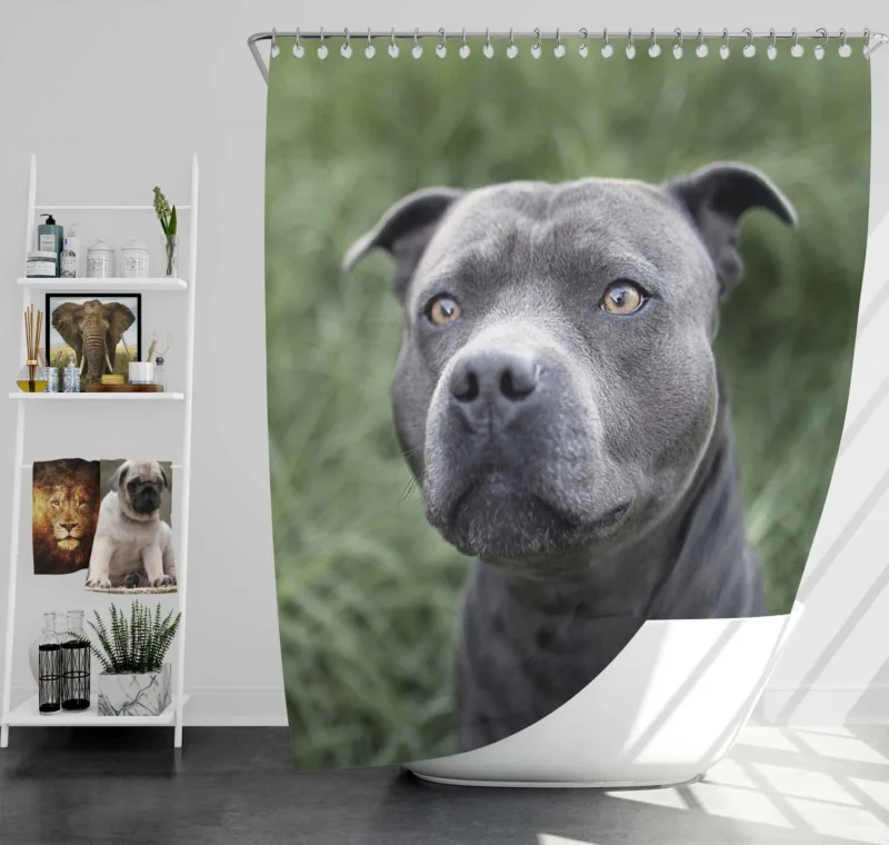 Canine Beauty: Pit Bull Quartet Shower Curtain